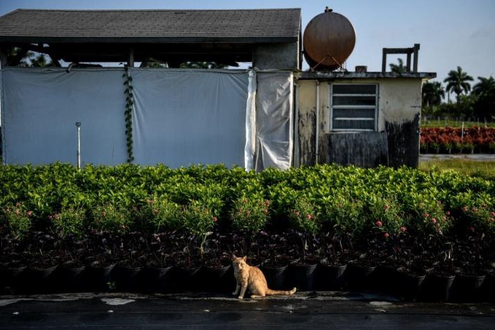 Encuentran con vida a un gato que vivía en el edificio derrumbado en Miami