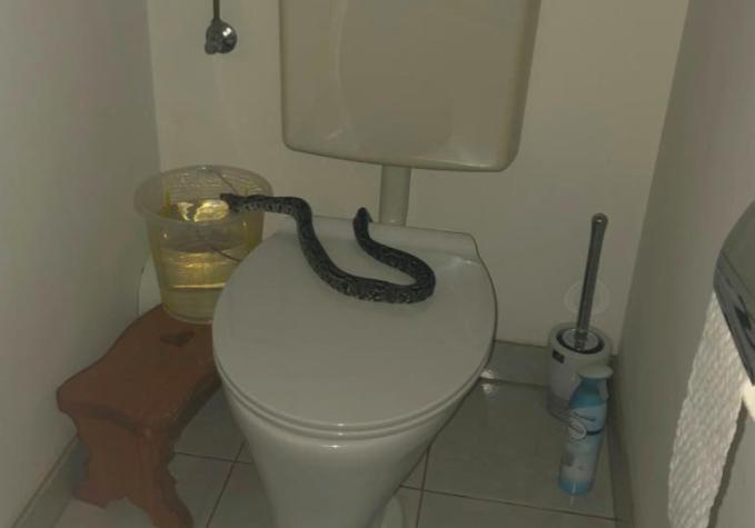 Mujer encuentra a una serpiente en su baño: Es el tercer caso en menos de una semana en Viena