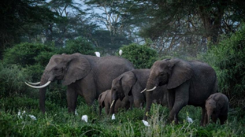 Encuentran un elefante de Sumatra decapitado y envenenado en Indonesia