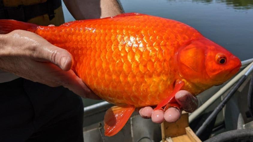 Cómo los peces dorados se están convirtiendo en "monstruos" en lagos y ríos de todo el mundo