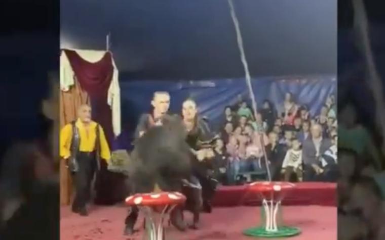[VIDEO] Oso ataca a su entrenadora en circo ruso: Superado el incidente, el show siguió como si nada
