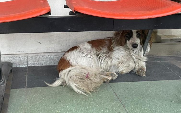 Perrita lleva tres días esperando a su dueño que falleció en Cesfam de Estación Central