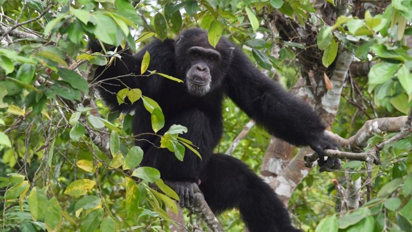 Por primera vez científicos vieron cómo un grupo de chimpancés se unieron para matar a gorilas