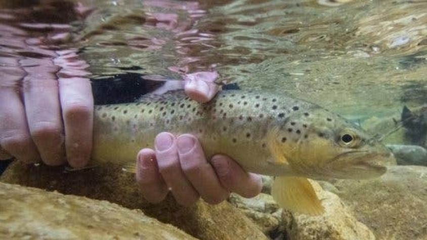 ¿Por qué los peces se han vuelto adictos a las drogas ilícitas?