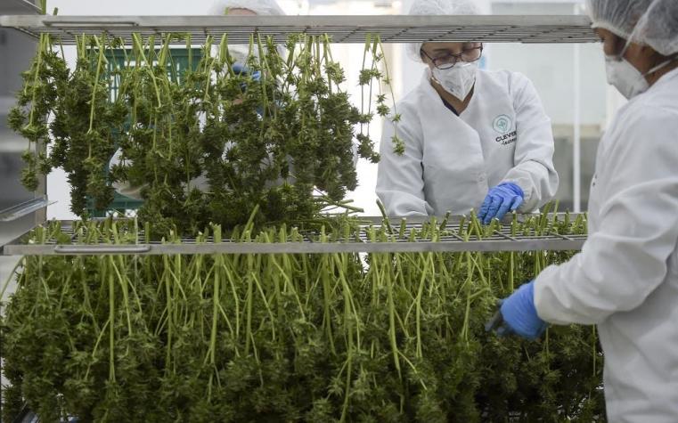 Colombia autoriza uso industrial de la marihuana y su exportación con fines medicinales