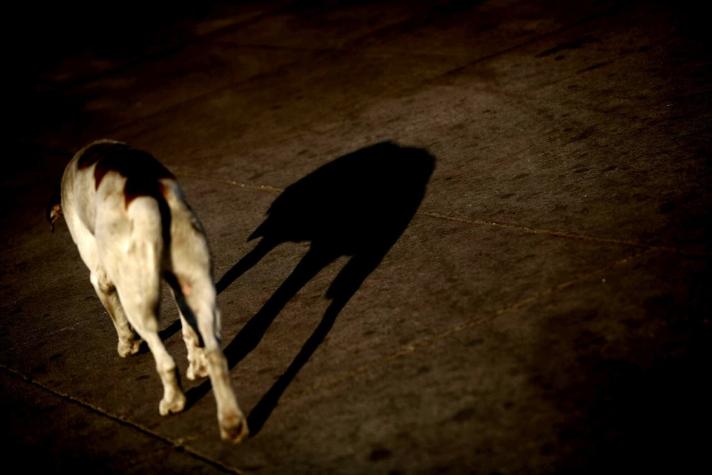 Bomberos realiza operativo en Lo Prado por caso de perro que habría ingerido cianuro