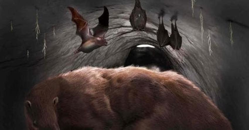 Encuentran en Argentina restos de "desmodus draculae": un legendario murciélago vampiro gigante