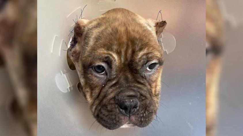 Grave caso de maltrato animal: Investigan mutilación de orejas a perrito de tres meses