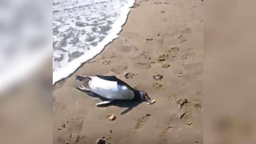 Encuentran tres pingüinos muertos en playa de Maitencillo