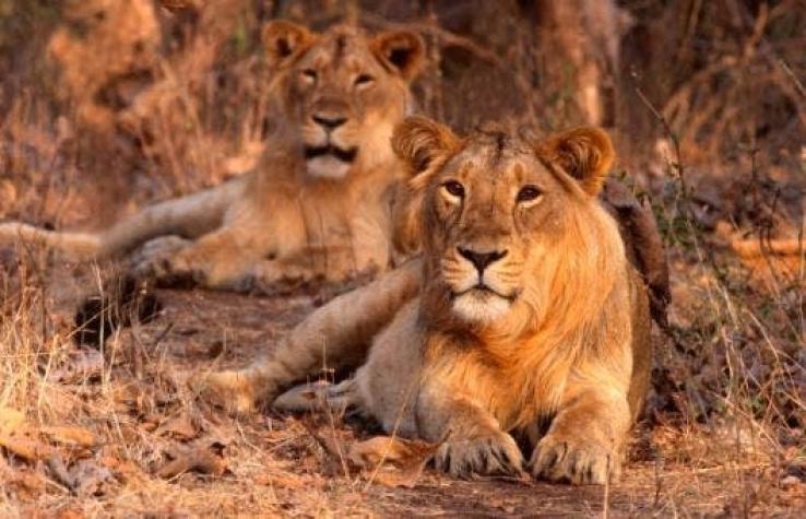 [VIDEO] Zoológico inverso: visitantes son encerrados en jaulas y los leones caminan libres