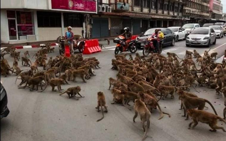 [VIDEO] Brutal enfrentamiento entre dos bandas de monos por un plátano en el centro de Tailandia