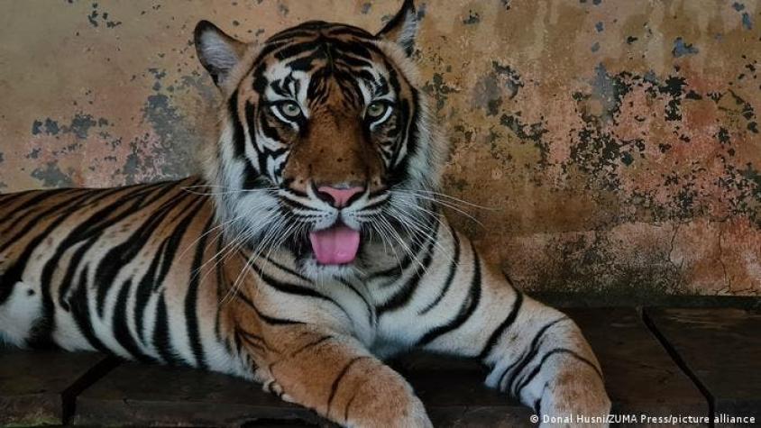 Indonesia investiga cómo se contagiaron con covid dos tigres de Sumatra