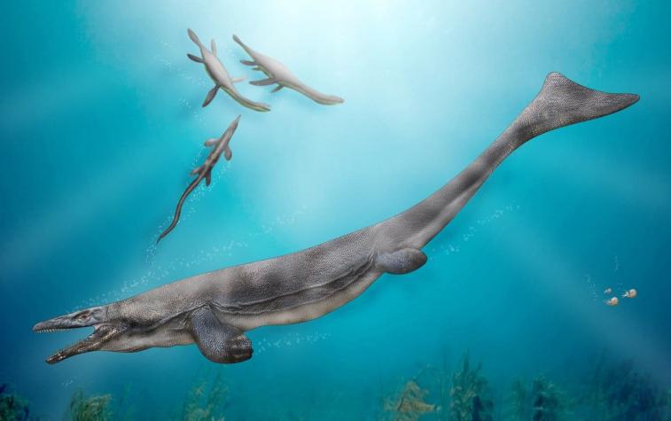 Descubren en Chile tipo de mosasaurio que habitó la zona central hace 66 millones de años
