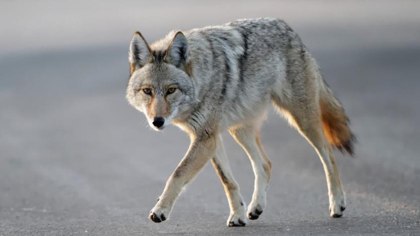 [VIDEO] Mujer se defendió de un coyote sólo con un palo por 10 minutos
