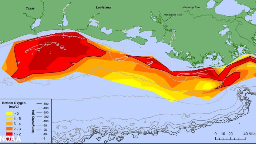 "Zona muerta" del Golfo de México: la expansión de esta área en la que la vida marina es imposible