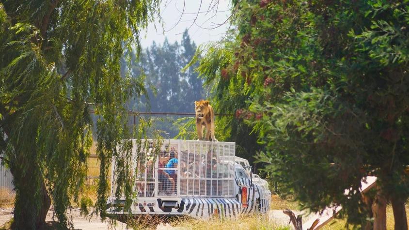Parque Safari Rancagua: Cómo es el lugar donde murió una trabajadora atacada por un tigre