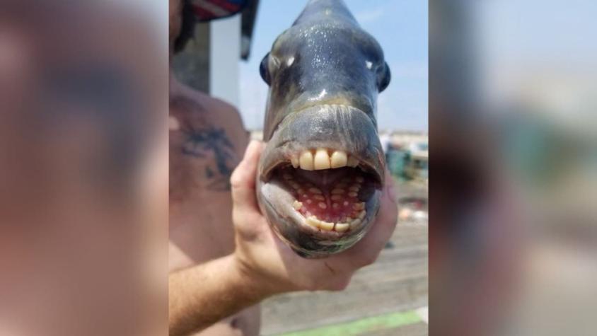 [FOTOS] Capturan misterioso pez con dientes humanos en playa de Estados Unidos