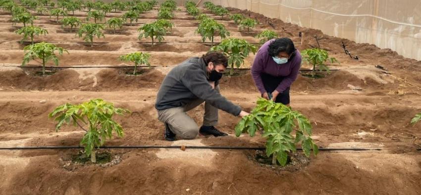 Lanzan programa tecnológico para potenciar la agricultura en el desierto