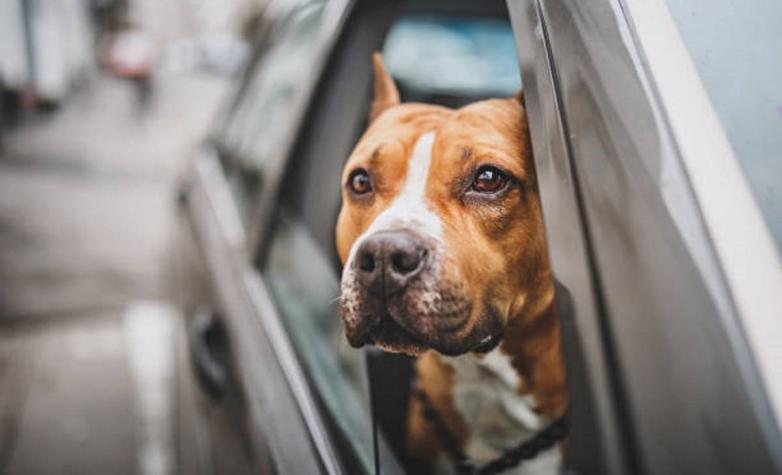 "Quiero que muera": detienen a mujer por dejar morir a su perro en un auto caliente como castigo