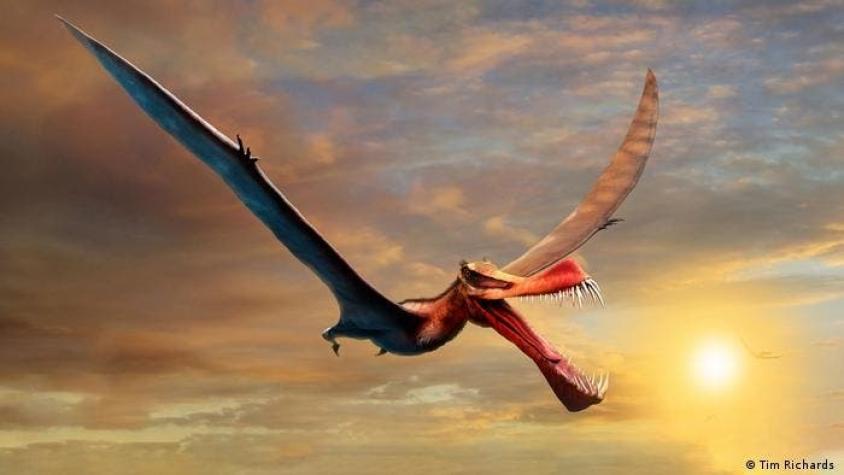 Australia: hallan el fósil de un dinosaurio gigante al que apodaron "dragón temible"