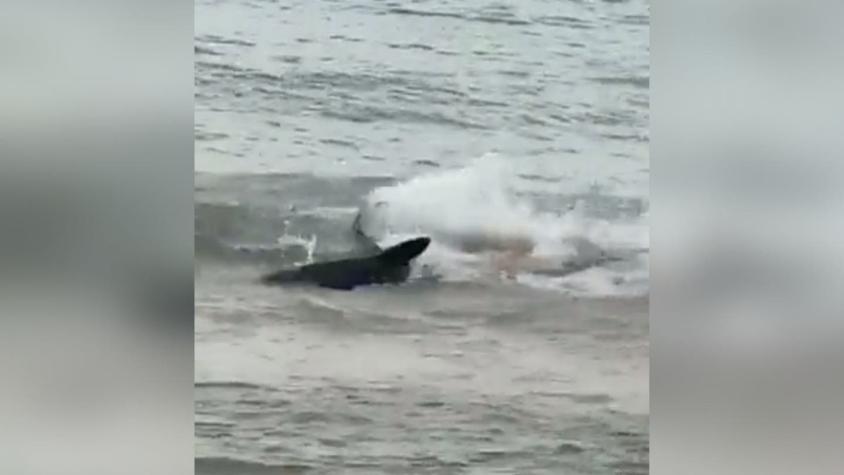 [VIDEO] Tiburón desorientado asusta a bañistas tras sorpresiva aparición en playa española