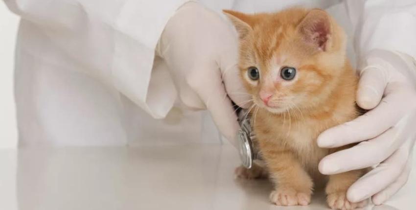 Cómo cuidar la salud de tu gatito y por qué debes llevarlo al veterinario de forma preventiva