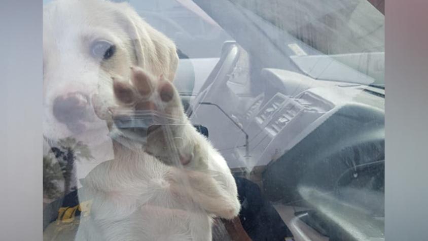 Cachorro es rescatado en Arica: Llevaba horas encerrado en un vehículo