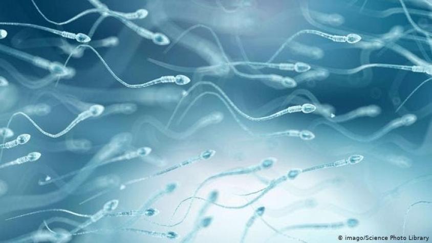 Desarrollan anticuerpos anticonceptivos capaces de inmovilizar a los espermatozoides