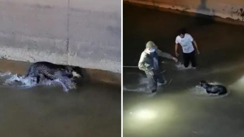 Carabineros rescató a perro que cayó al Canal San Carlos: Estuvo dos horas atrapado