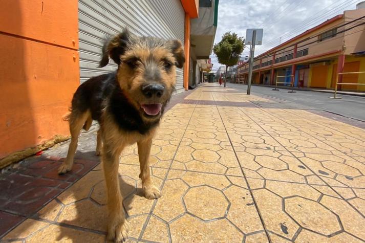 Polémica ordenanza municipal prohíbe tener más de dos perros por casa en Hualpén