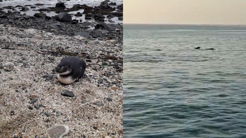 [VIDEO] Reportan la aparición de un pingüino y delfines en la costa de Valparaíso