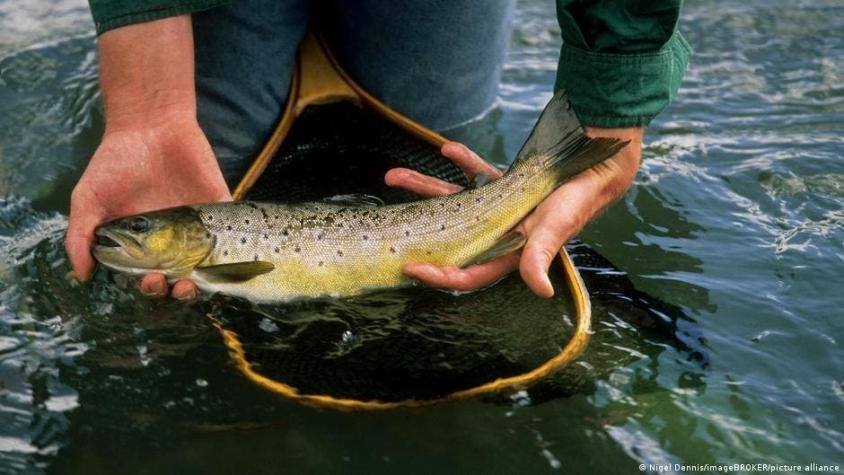 Metanfetaminas arrojadas a los ríos están generando adicción en peces según estudios