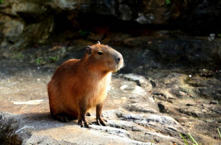 Invasión de carpinchos (o capibaras) tiene en vilo a Argentina