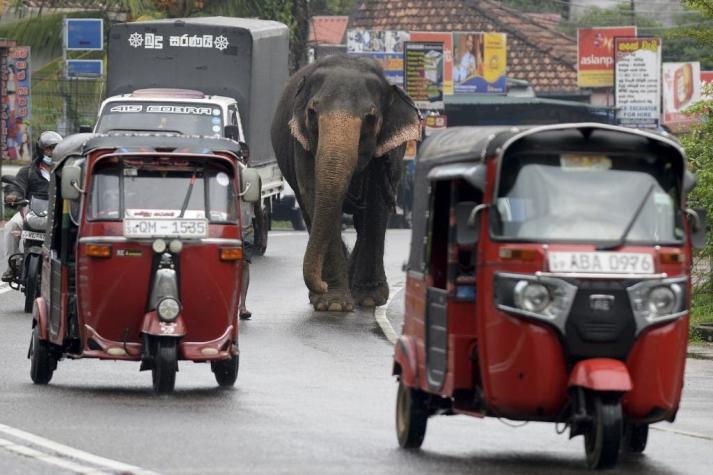 Sri Lanka prohibe conducir elefantes en estado de embriaguez: Buscan disminuir el maltrato