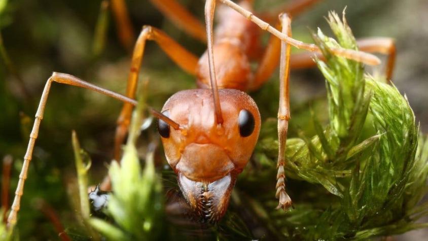 Cómo son las "hormigas esclavistas" que capturan a otras hormigas para que sean sus obreras