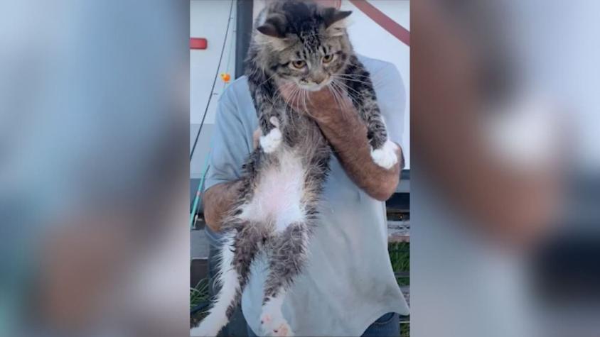 Mujer lanza al gato de su ex novio a un río tras discusión: felino estuvo sumergido unos 20 segundos