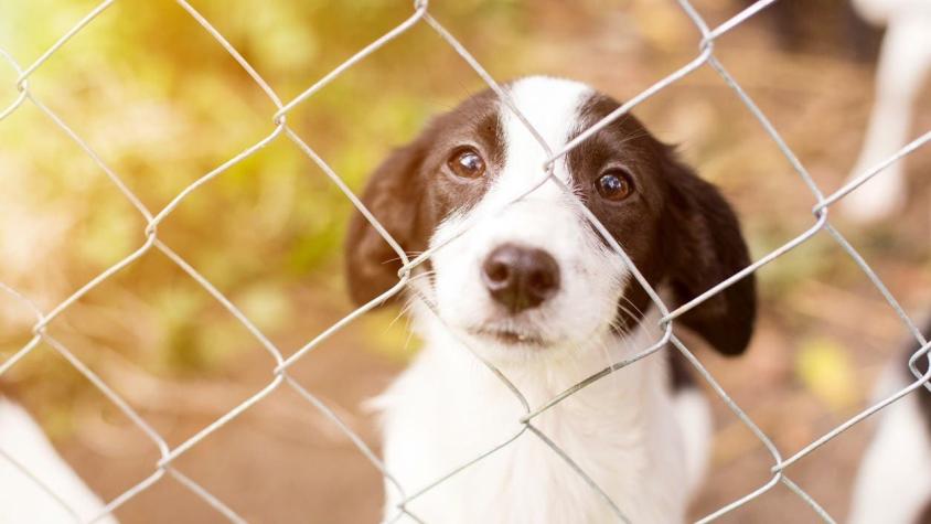 Polémica por asesinato de perros de un refugio para evitar propagación del COVID-19 en Australia