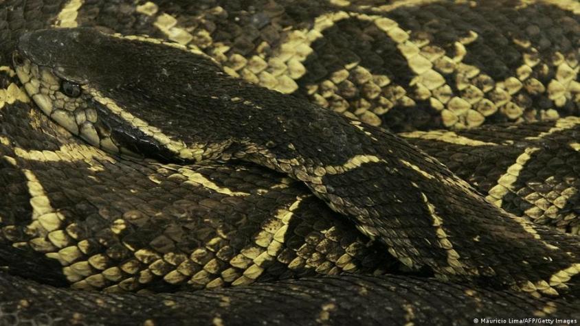 Brasil: identifican sustancia de serpiente capaz de impedir reproducción del COVID-19