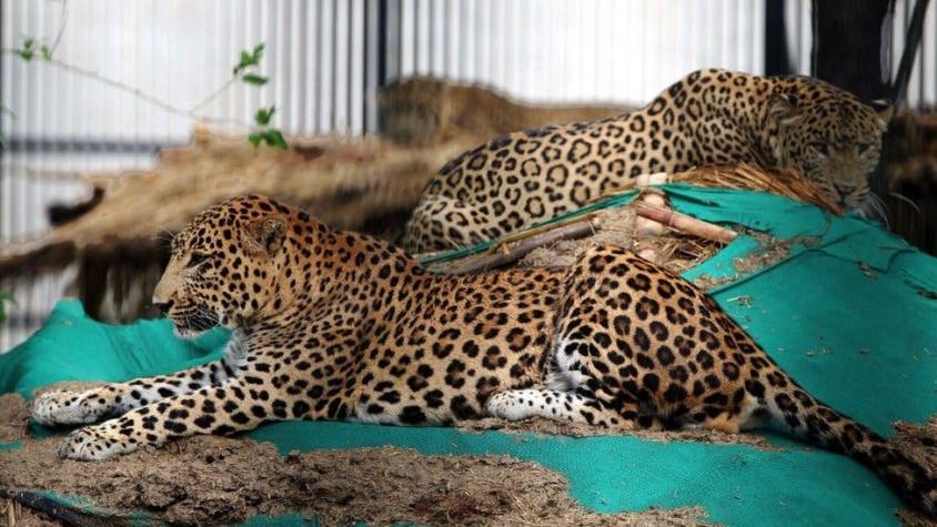 La modelo que fue atacada por un leopardo en plena sesión de fotos en Alemania La modelo que fue atacada por un leopardo en plena sesión de fotos en Alemania