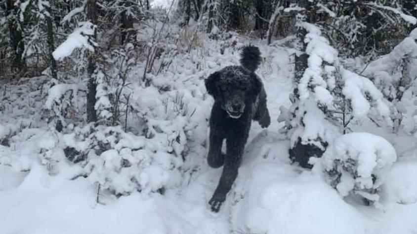 ¿Hombre o perro? La ilusión óptica que la rompe en redes sociales