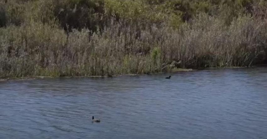 [VIDEO] Polémica por obras en "Humedal Río Elqui"