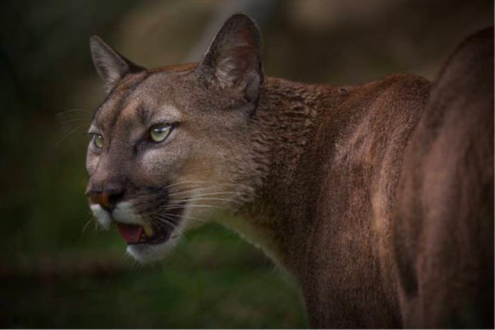 Hombre pelea clearance puma