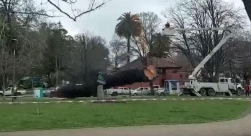 Insólito: Talaban un árbol en Concepción y al caer destruyó una estatua de Simón Bolívar