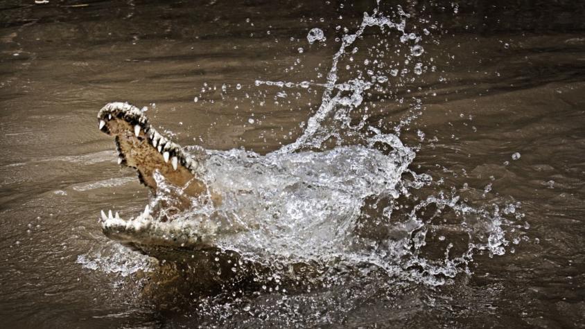 Adulto mayor desaparece tras ataque de caimán en inundaciones provocadas por huracán Ida en EE.UU