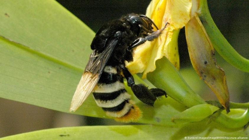 Descubren en Ecuador caso de abeja andrógina: mitad hembra, mitad macho