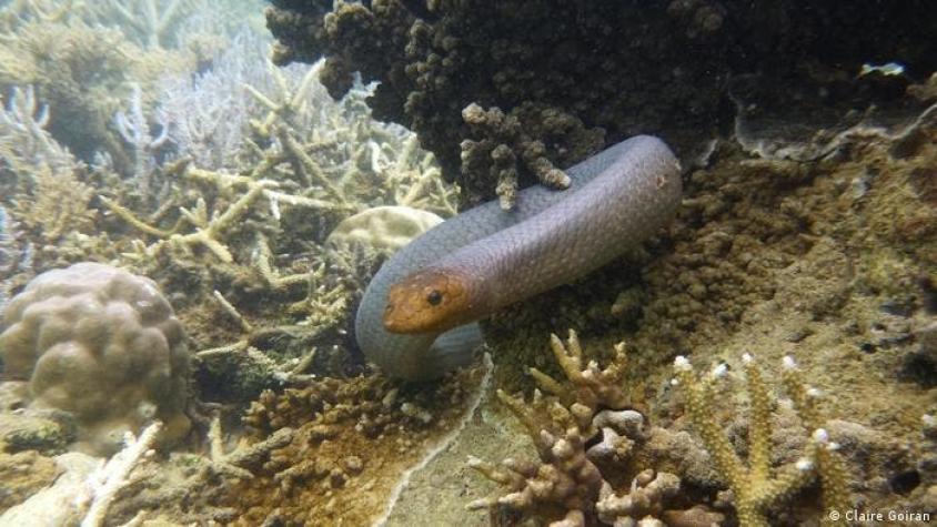 Las serpientes marinas se acercan a buceadores porque sufren atracción sexual