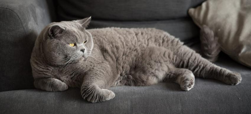 ¿Crees que tu gato tiene sobrepeso? Revisa estos tips para cuidar su salud
