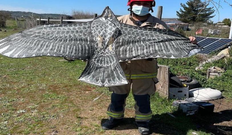 Vecinos de Litueche llaman a Bomberos para rescatar un ave: Era un volantín