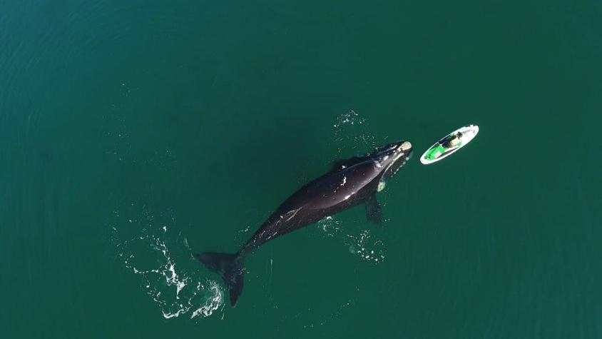 El impresionante video de una ballena "jugando" con una mujer que rema en el sur de Argentina
