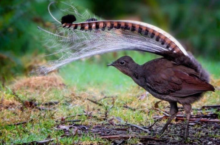 [VIDEO] Un ave en un zoológico de Australia aprendió a imitar perfectamente el llanto de un bebé